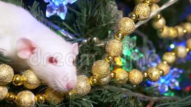 白鼠，圣诞动物，放在圣诞<strong>树上</strong>，放在金色<strong>坐在</strong>圣诞<strong>树上</strong>